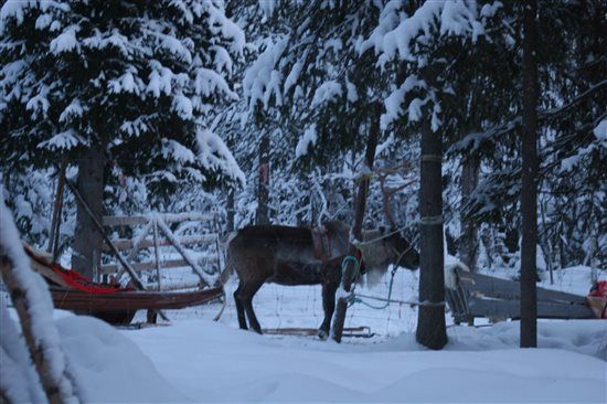 Re: Northern Lights Honeymoon