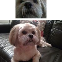 Re: Trickers or any puppy people...