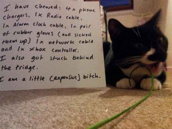 Re: Name & shamed cats