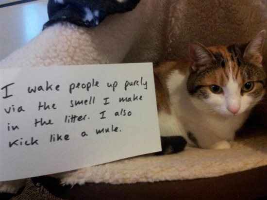 Re: Name & shamed cats