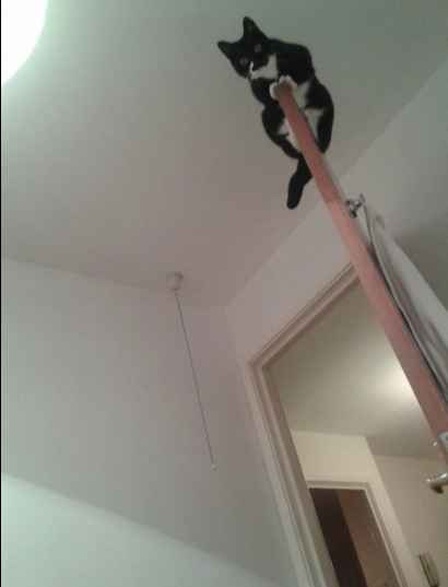 Re: Cats and ladders!