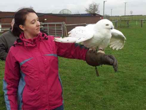 Re: Barn owls in Ulster...