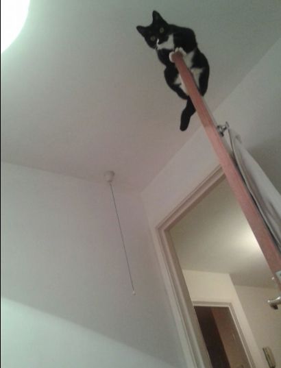 Re: Cats and ladders!