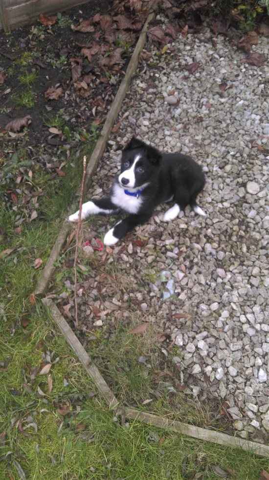 Re: Could this be our new puppy?