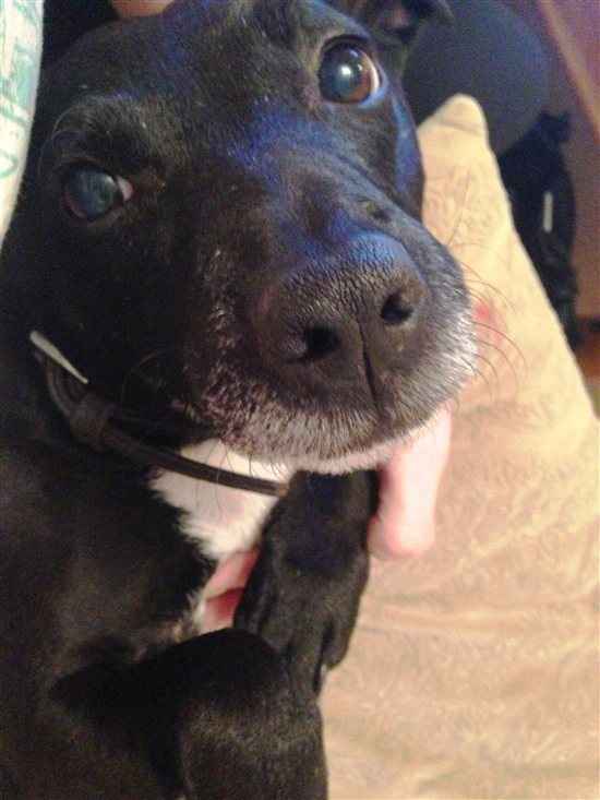 Re: Pavone, ATB and other puppy people...