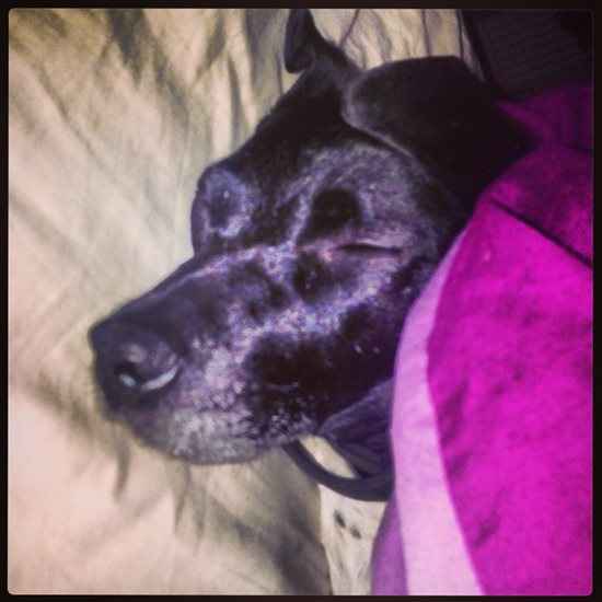 Re: Pets *flash*