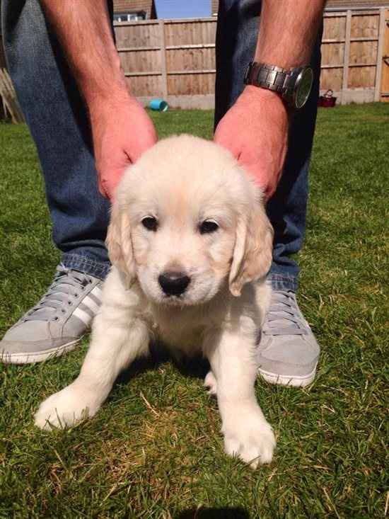 Puppy!