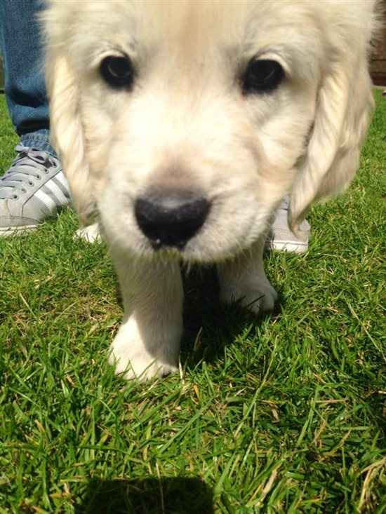 Puppy!