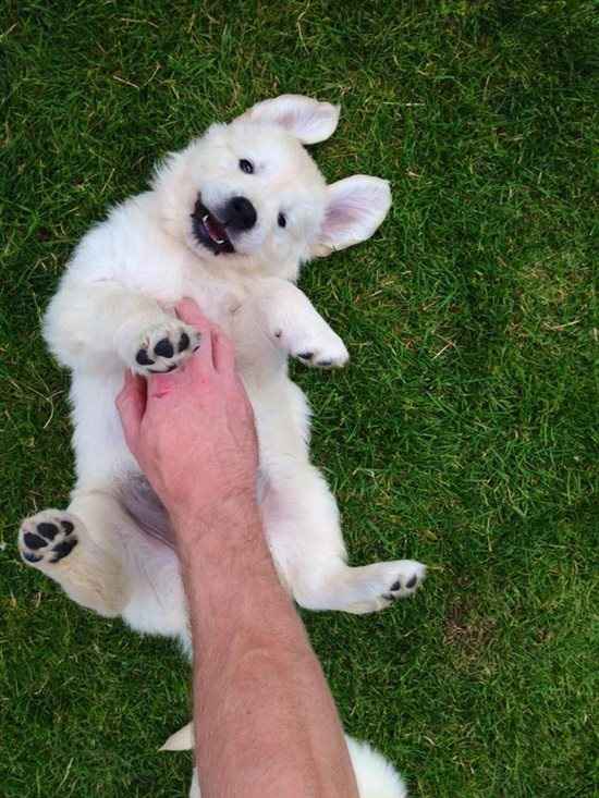Puppy!