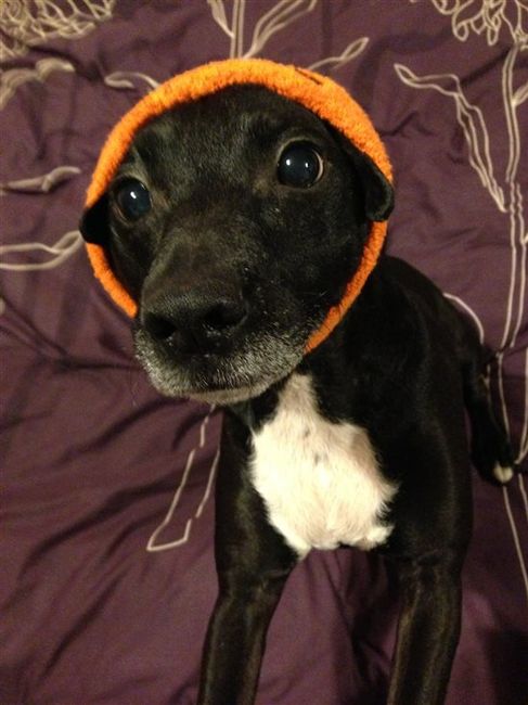 Re: Something for all you dog lovers