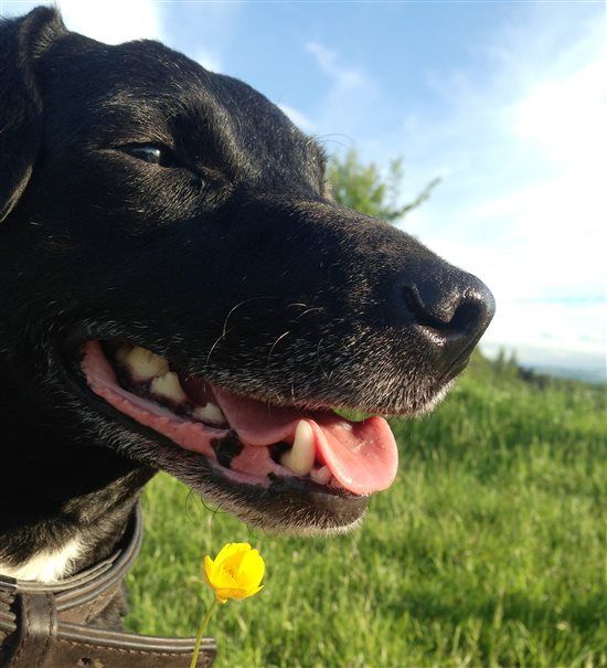 Re: Something for all you dog lovers
