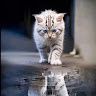 Ahmad