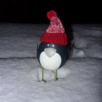 Re: Shall we have a snow flash.....