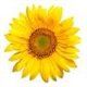 Sunflower12