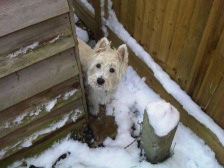 Re: Dogs at weddings