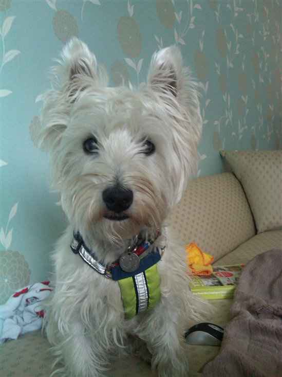 Re: Which breed of dog???