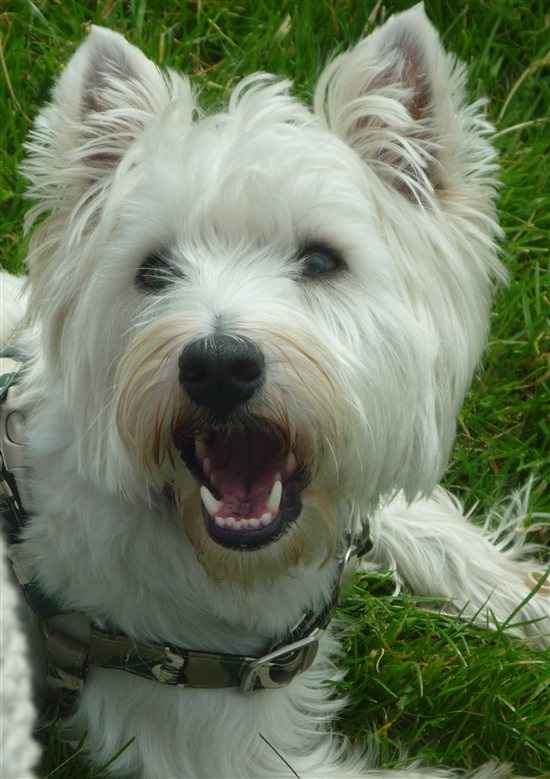 Re: OT - I want a dog!