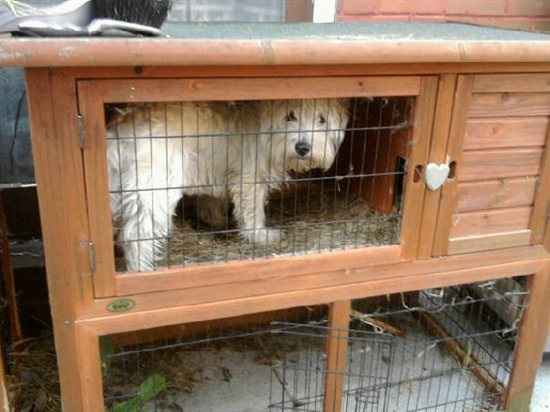 Re: Pets do the funniest Things