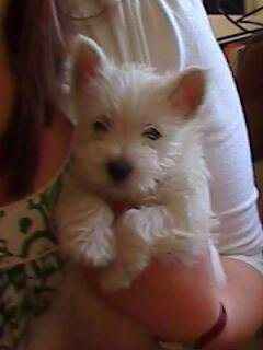 Re: the puppy thread