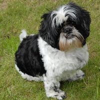 Re: Pics of Hitchers' Pets...