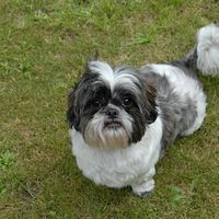 Re: Pics of Hitchers' Pets...