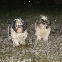 Re: Pics of Hitchers' Pets...