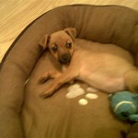 Re: the puppy thread