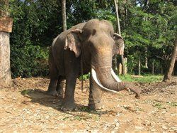 Re: Sri Lanka - Tour or Excursions