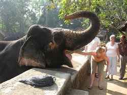Re: Sri Lanka - Tour or Excursions