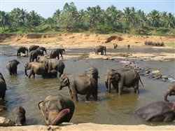 Re: Sri Lanka - Tour or Excursions
