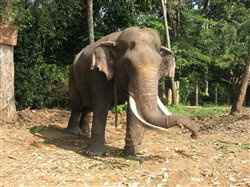 Re: Sri Lanka - Tour or Excursions
