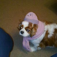 Re: o/t i think with all this pet talk, we need to flash our furry friends........