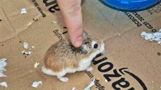 Re: Pet flashes?