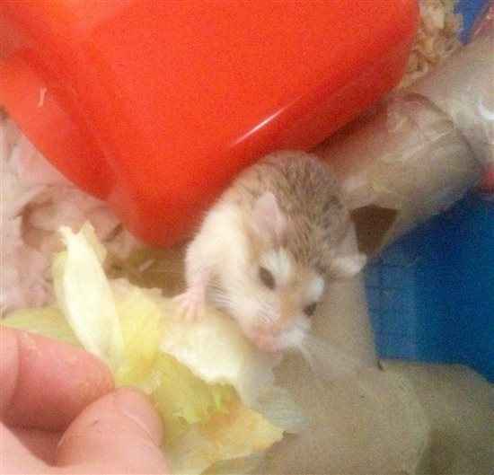 Re: Pet flash!!!