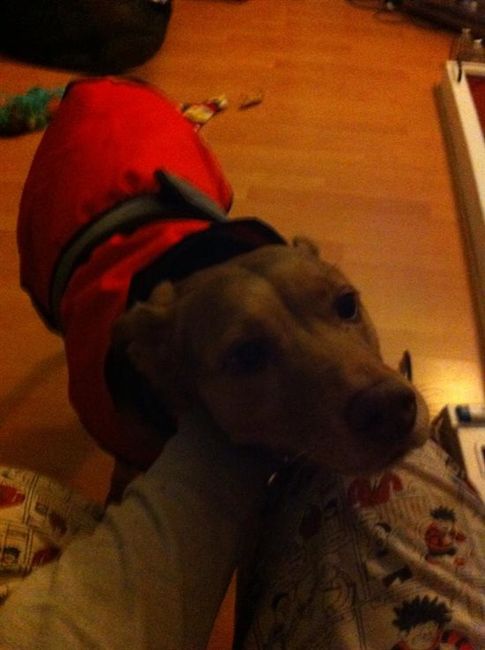 Re: Pet flash!!!