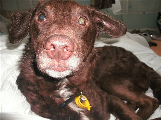 Re: Pics of Hitchers' Pets...