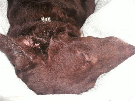 Re: Pics of Hitchers' Pets...