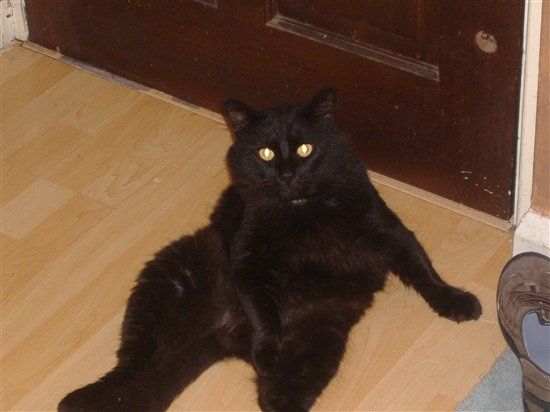 Re: Pics of Hitchers' Pets...