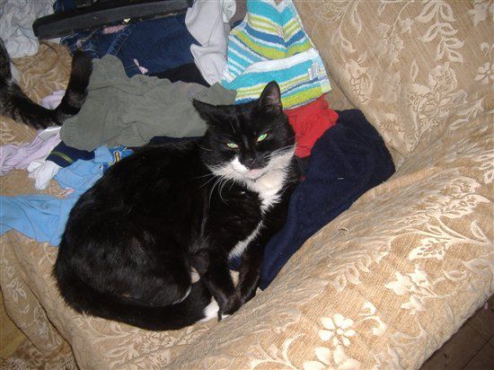 Re: Pics of Hitchers' Pets...