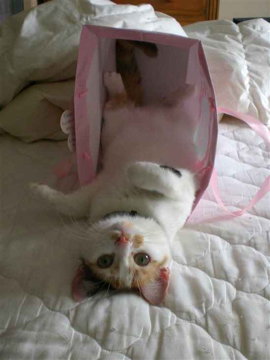 Re: Shameless Pet Flash