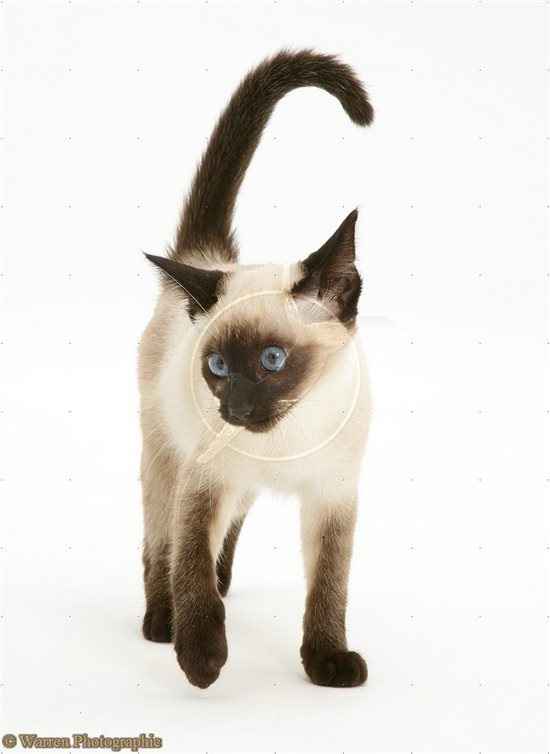 Re: kitten!