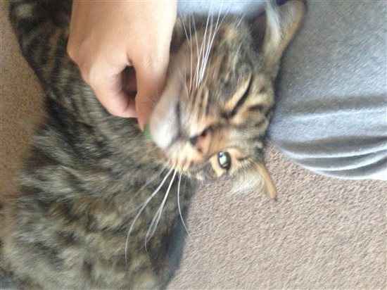 Harrycat update