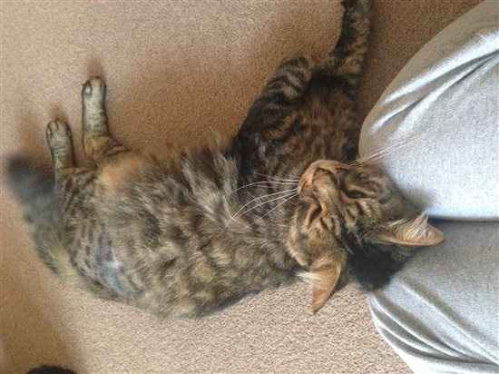Harrycat update