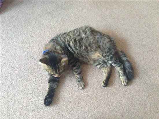 Harrycat update