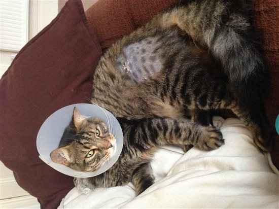 Harrycat update
