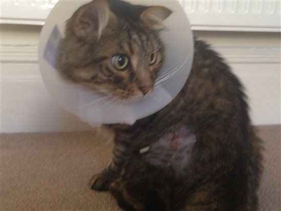 Harrycat update