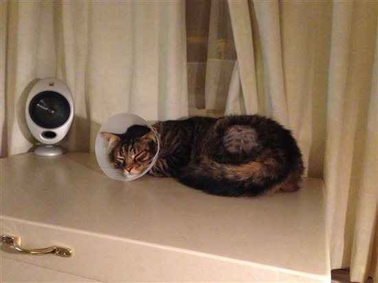 Harrycat update