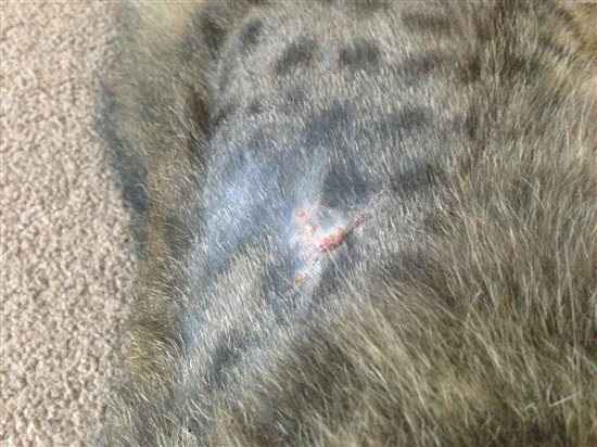 Re: Harrycat update