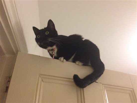 Re: Cats and ladders!