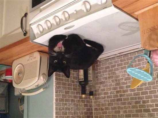 Re: Show me your pets